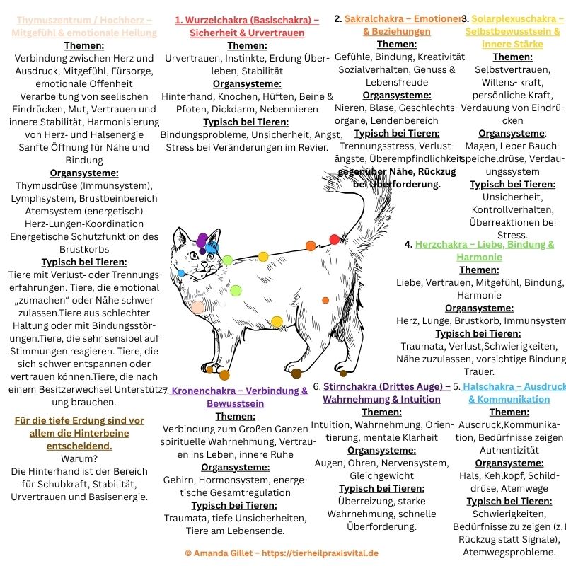 Mobile Tierheilpraxis für Katzen, Homöopathie Katzen, Phytotherapie Katzen, Tierheilpraktiker Katze